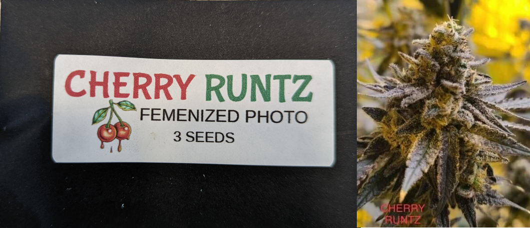 Cherry Runtz 3 Pack Feminized Photo