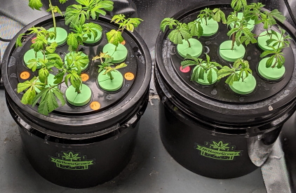 Dual Propagation Kit