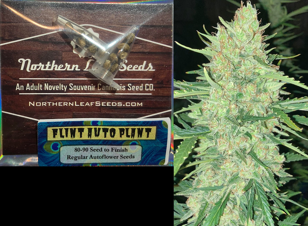 Flint Auto Plant 12 Pack Autos