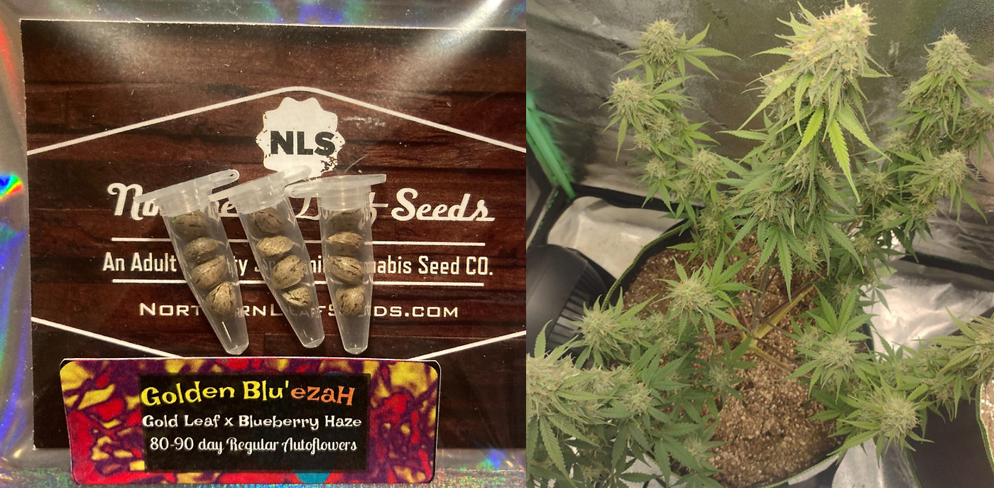 Golden Blu'ezah 6 Pack Autos