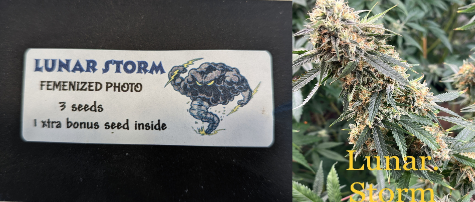 Lunar Storm 3 Pack Feminized Photo