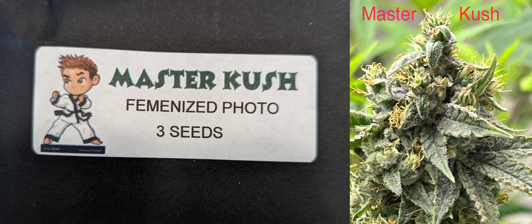 Master Kush 3 Pack Feminized Photo