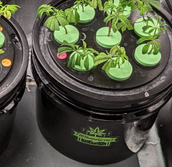 Micro Propagation Kit